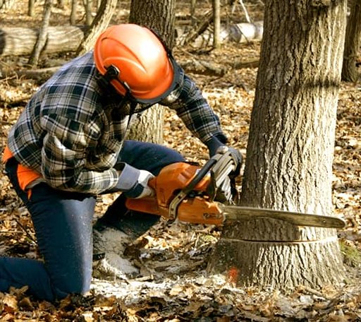 Tree Removal in Hamill, SD